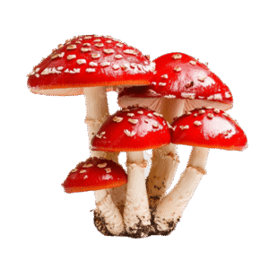 Red Mushroom